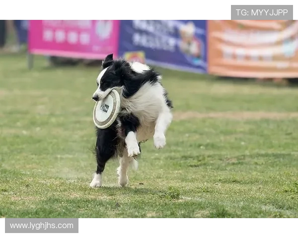深圳飞盘队在极限运动世界杯中的心理素质表现分析与点评 深圳飞盘队在极限运动世界杯中的心理素质表现分析与点评